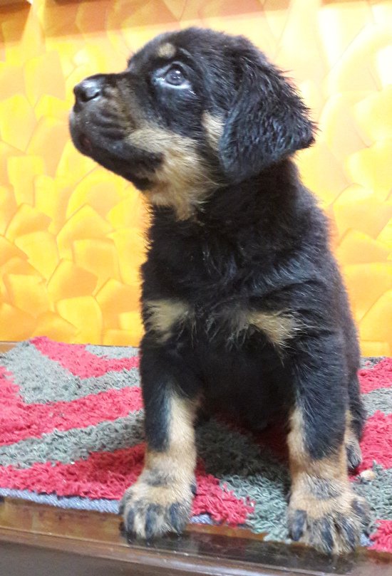 DogsIndia.com - Rottweiler - Bhayrav Kennels