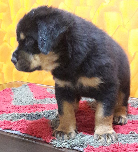 DogsIndia.com - Rottweiler - Bhayrav Kennels