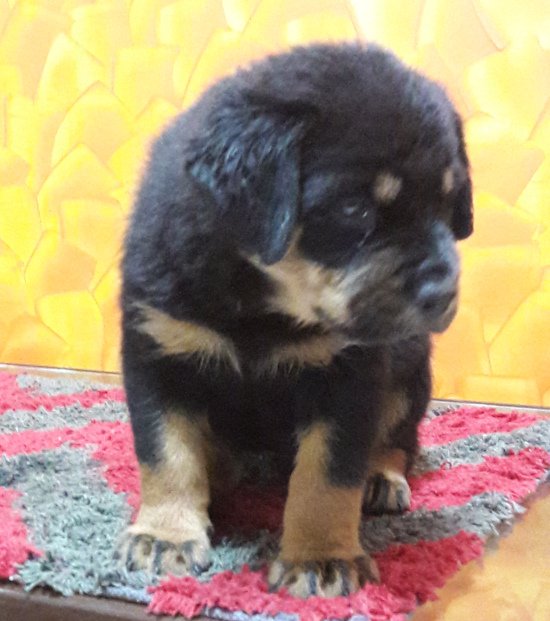 DogsIndia.com - Rottweiler - Bhayrav Kennels
