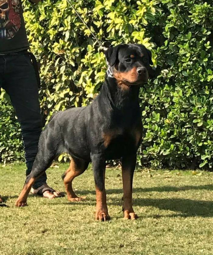 DogsIndia.com - Rottweiler - Magic Wolves - Brijesh