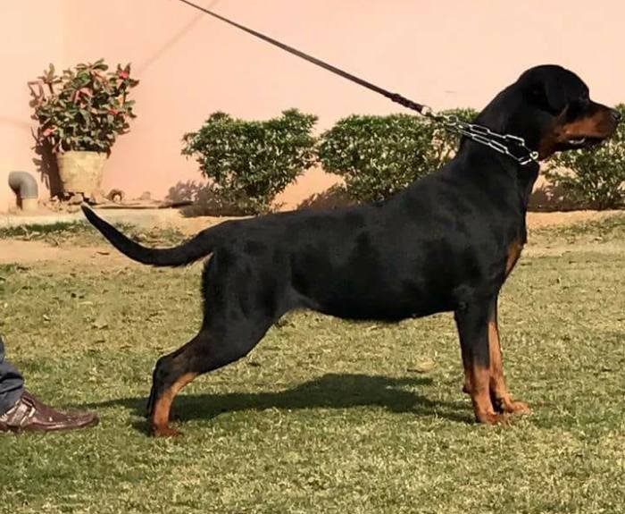 DogsIndia.com - Rottweiler - Magic Wolves - Brijesh