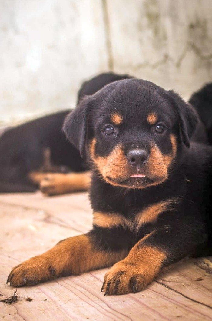DogsIndia.com - Rottweiler - Magic Wolves - Brijesh