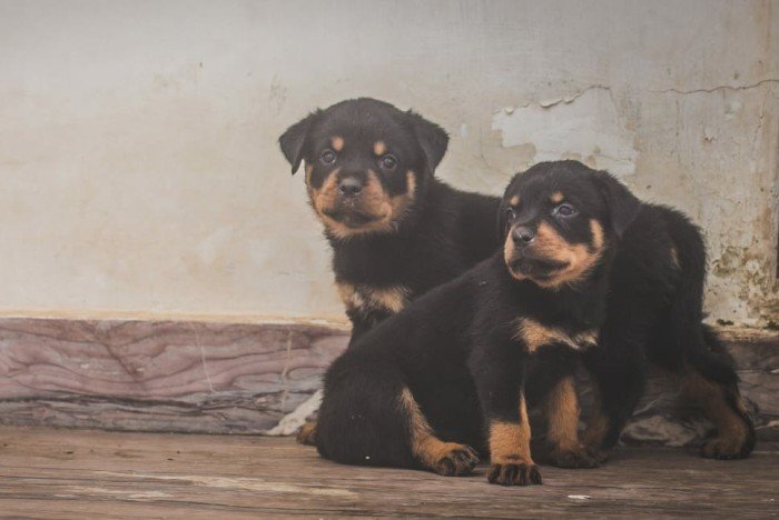 DogsIndia.com - Rottweiler - Magic Wolves - Brijesh