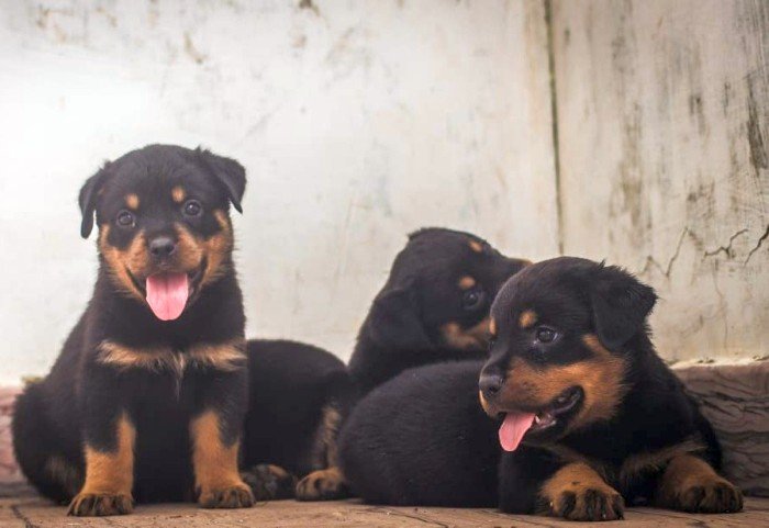 DogsIndia.com - Rottweiler - Magic Wolves - Brijesh
