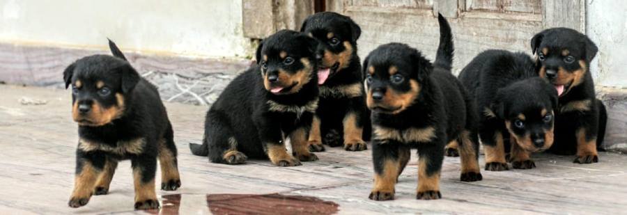 DogsIndia.com - Rottweiler - Magic Wolves - Brijesh