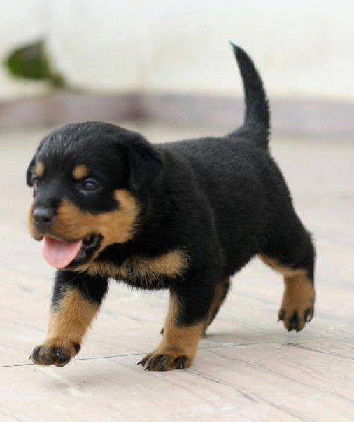 DogsIndia.com - Rottweiler - Magic Wolves - Brijesh