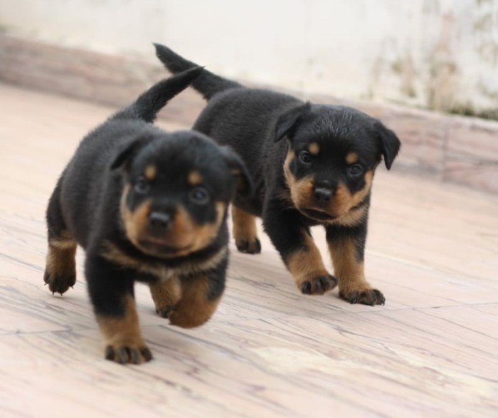 DogsIndia.com - Rottweiler - Magic Wolves - Brijesh