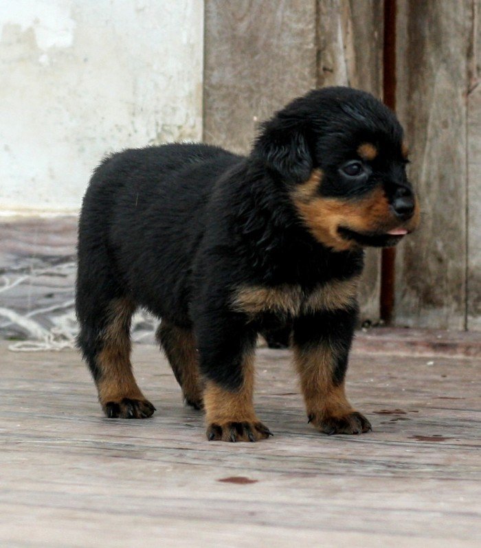 DogsIndia.com - Rottweiler - Magic Wolves - Brijesh