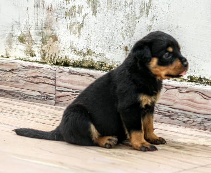 DogsIndia.com - Rottweiler - Magic Wolves - Brijesh