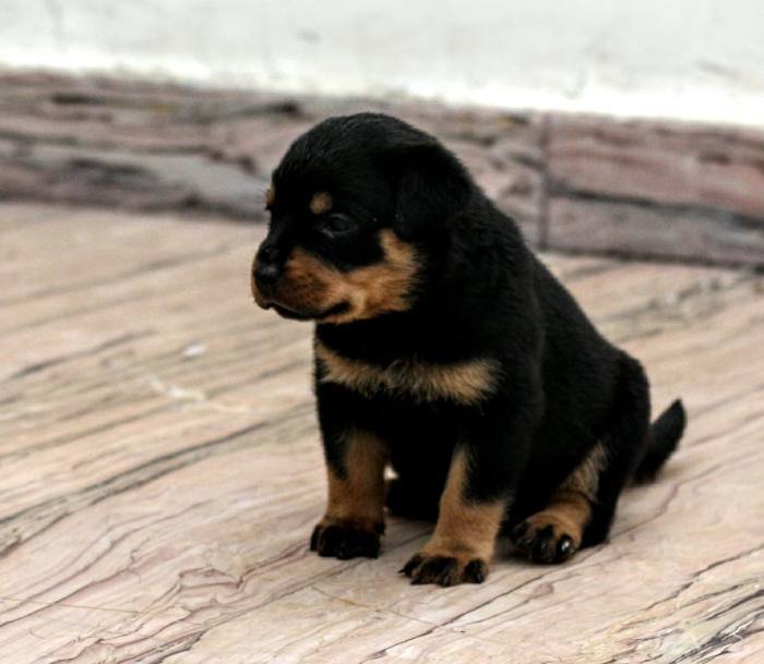 DogsIndia.com - Rottweiler - Magic Wolves - Brijesh