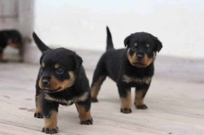 DogsIndia.com - Rottweiler - Magic Wolves - Brijesh