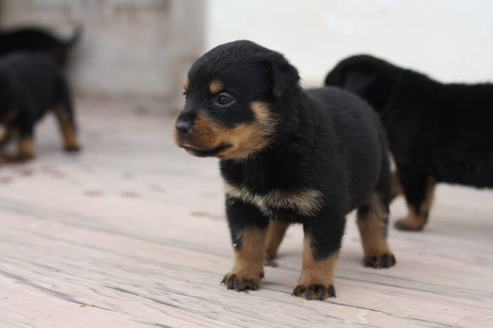 DogsIndia.com - Rottweiler - Magic Wolves - Brijesh