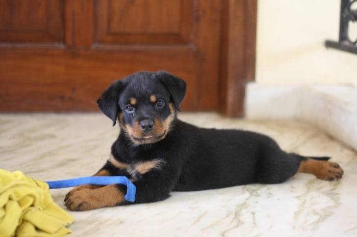 DogsIndia.com - Rottweiler - Magic Wolves - Brijesh