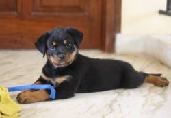 DogsIndia.com - Rottweiler - Magic Wolves - Brijesh