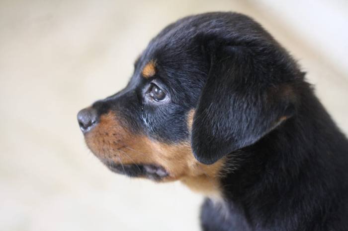 DogsIndia.com - Rottweiler - Magic Wolves - Brijesh