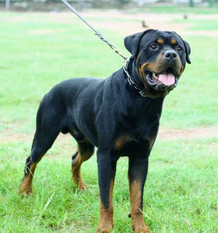 DogsIndia.com - Rottweiler - Magic Wolves - Brijesh