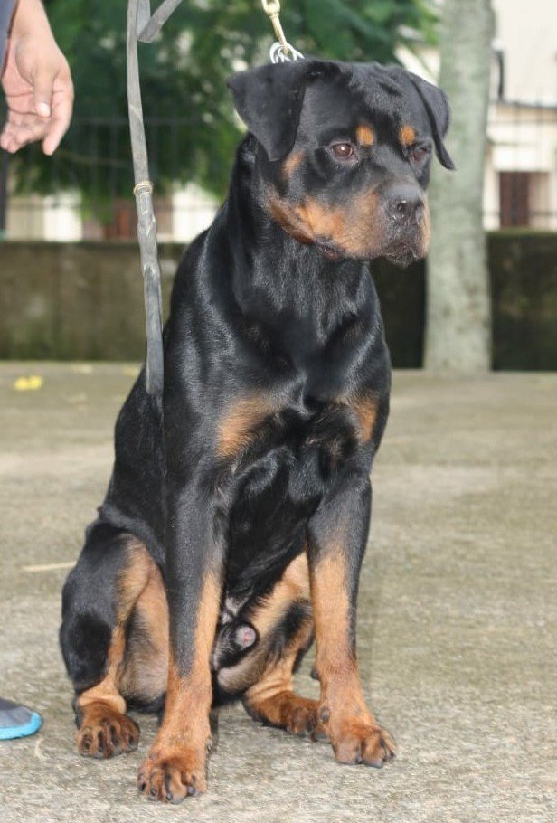 DogsIndia.com - Rottweiler - Magic Wolves - Brijesh