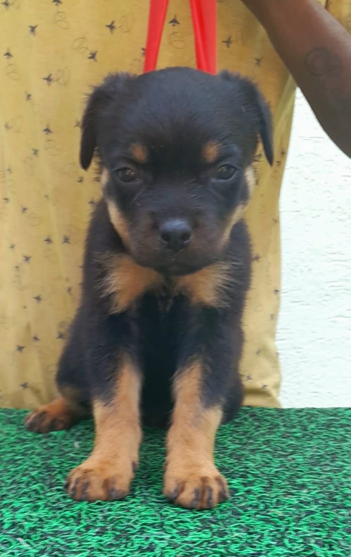DogsIndia.com - Rottweiler - Dr. Gupta - Bukru