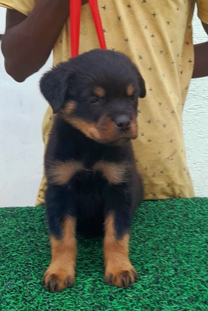 DogsIndia.com - Rottweiler - Dr. Gupta - Bukru