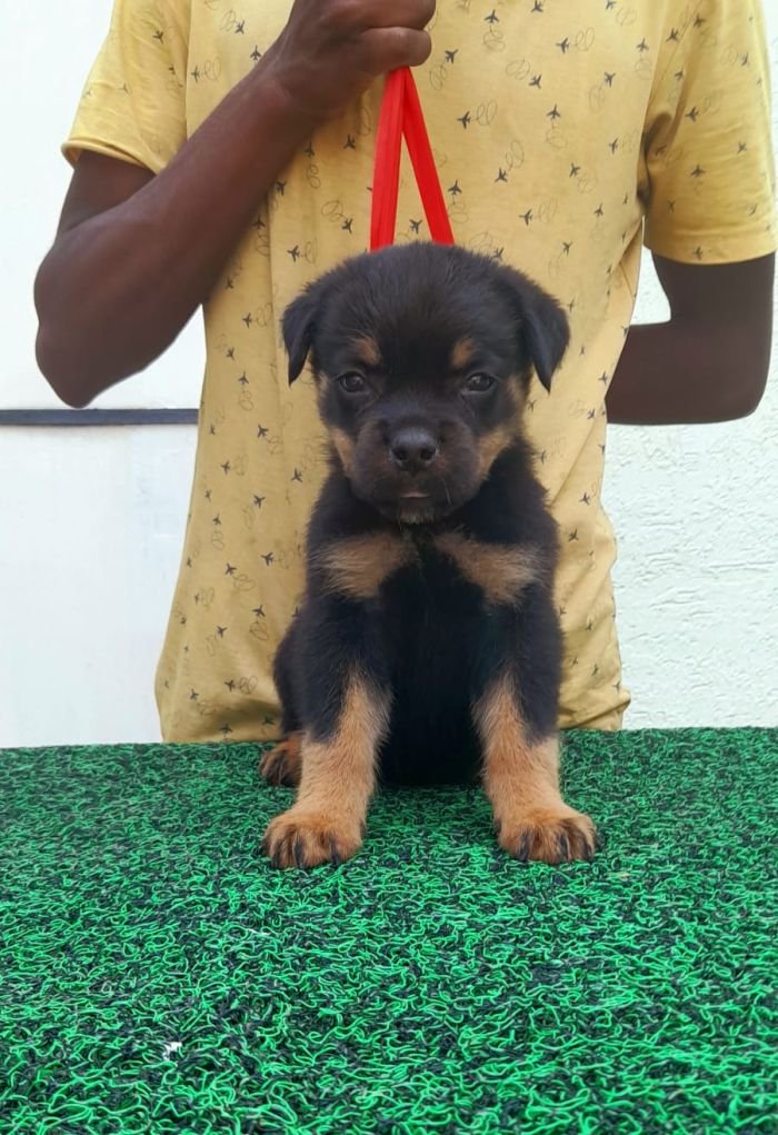 DogsIndia.com - Rottweiler - Dr. Gupta - Bukru