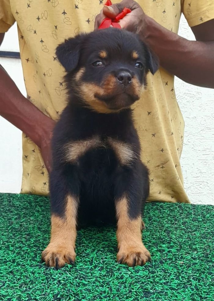 DogsIndia.com - Rottweiler - Dr. Gupta - Bukru