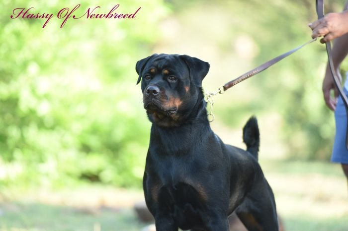 DogsIndia.com - Rottweiler - Hariharan Anbazhagan