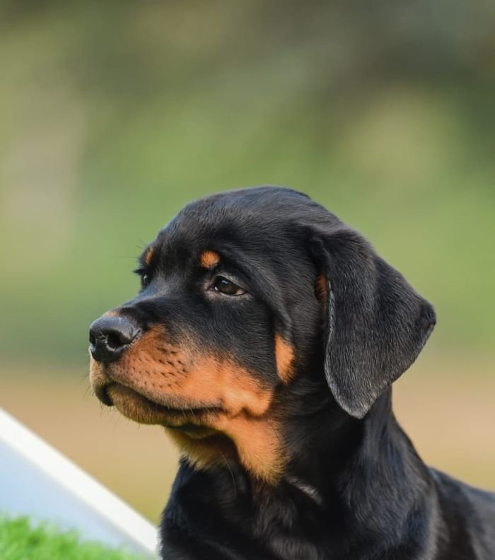 DogsIndia.com - Rottweiler - Hariharan Anbazhagan