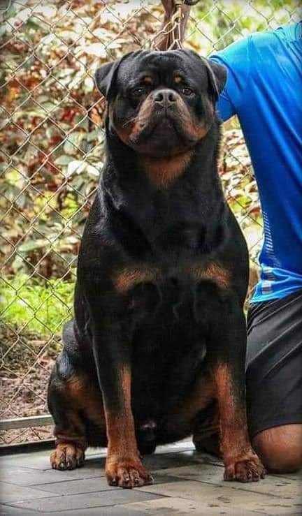 DogsIndia.com - Rottweiler - Hariharan Anbazhagan