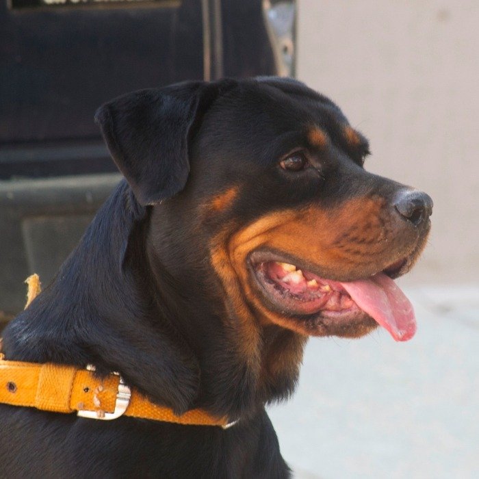 DogsIndia.com - Rottweiler - Joels