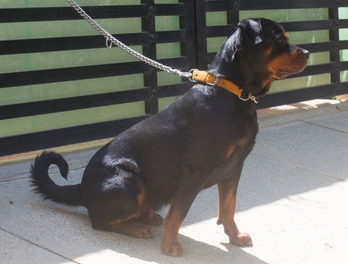 DogsIndia.com - Rottweiler - Joels