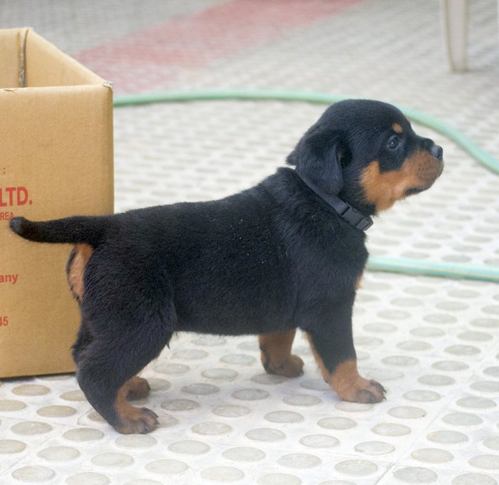 DogsIndia.com - Rottweiler - Joels