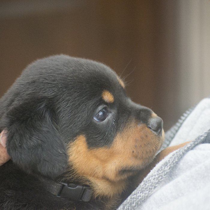 DogsIndia.com - Rottweiler - Joels