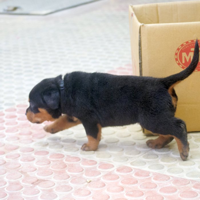 DogsIndia.com - Rottweiler - Joels