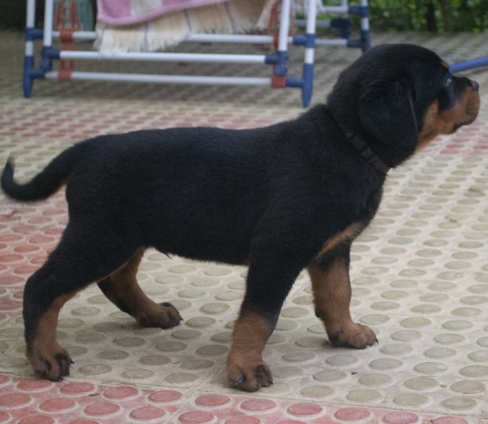 DogsIndia.com - Rottweiler - Joels