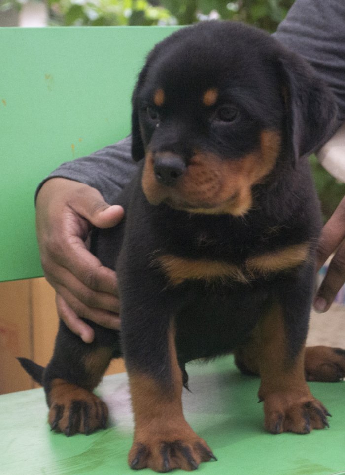 DogsIndia.com - Rottweiler - Joels