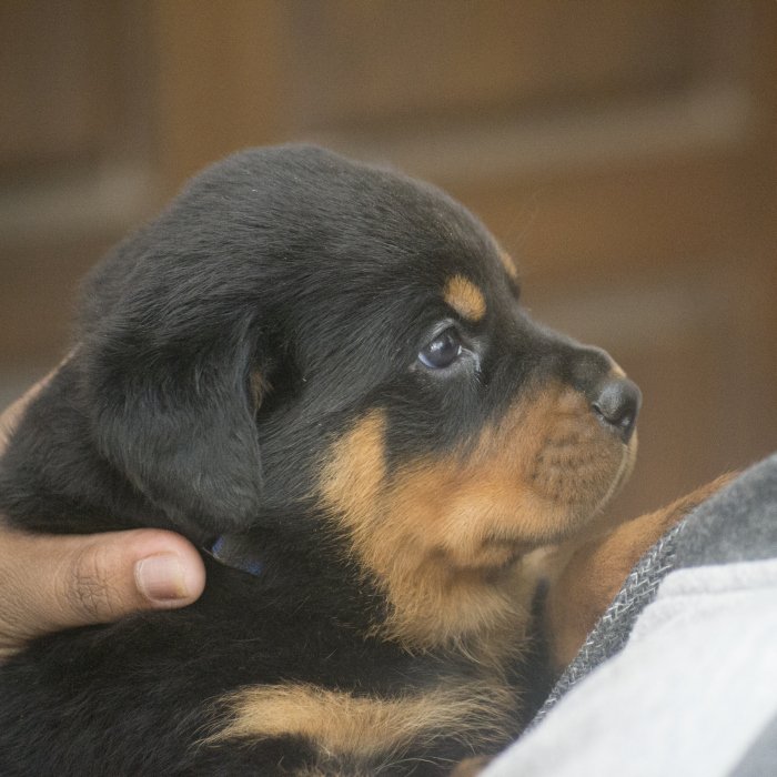 DogsIndia.com - Rottweiler - Joels