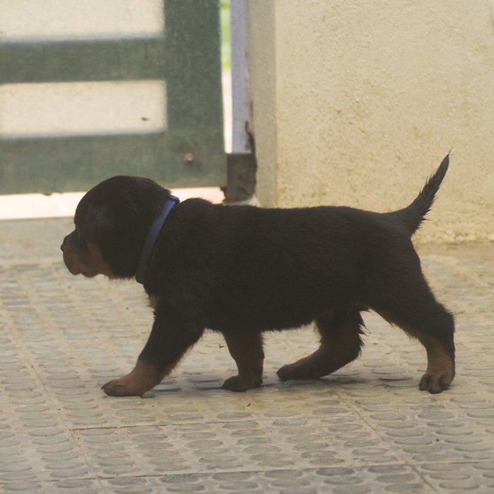 DogsIndia.com - Rottweiler - Joels
