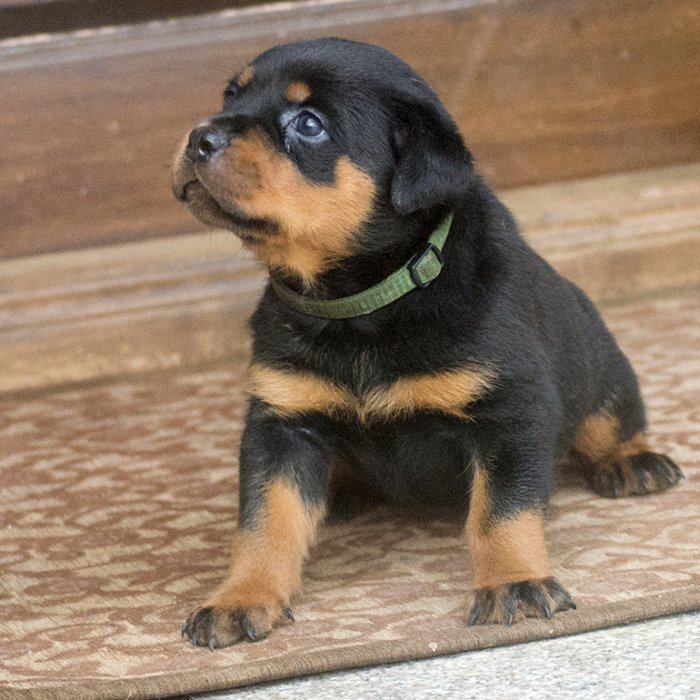 DogsIndia.com - Rottweiler - Joels