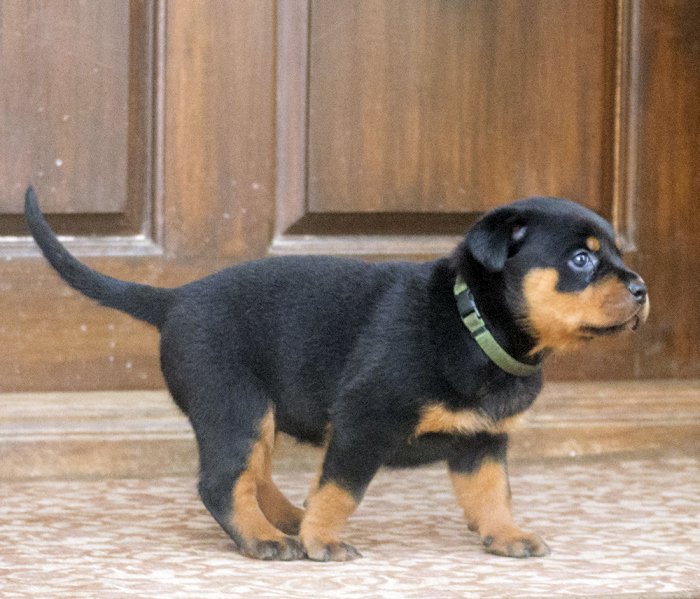 DogsIndia.com - Rottweiler - Joels