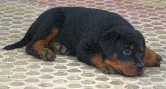 DogsIndia.com - Rottweiler - Joels