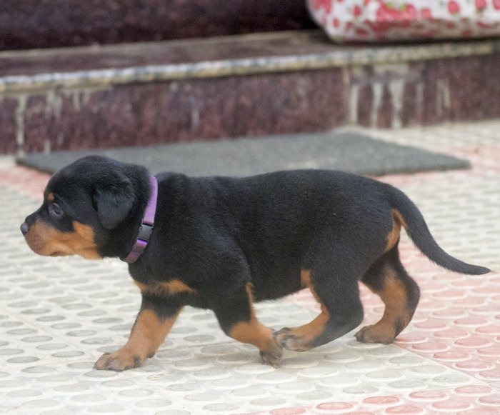 DogsIndia.com - Rottweiler - Joels