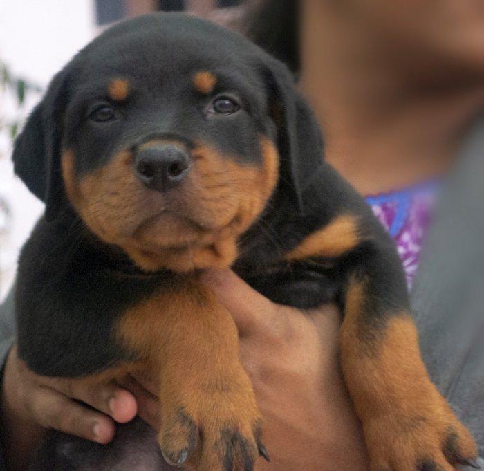 DogsIndia.com - Rottweiler - Joels