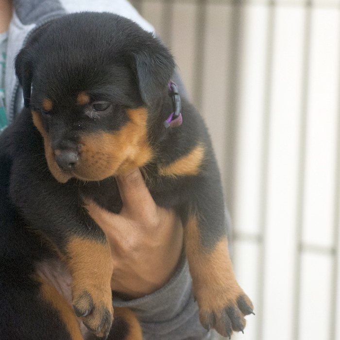 DogsIndia.com - Rottweiler - Joels