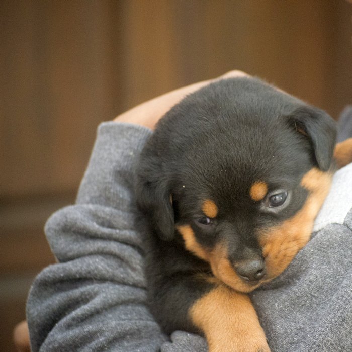 DogsIndia.com - Rottweiler - Joels