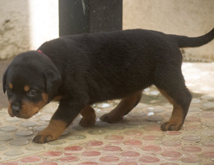 DogsIndia.com - Rottweiler - Joels