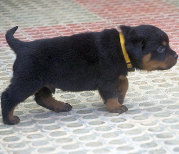 DogsIndia.com - Rottweiler - Joels