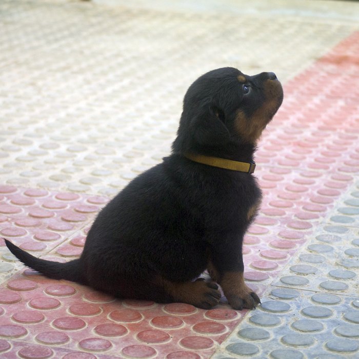 DogsIndia.com - Rottweiler - Joels