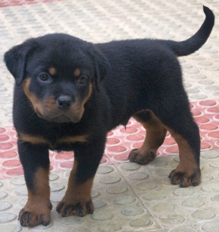 DogsIndia.com - Rottweiler - Joels