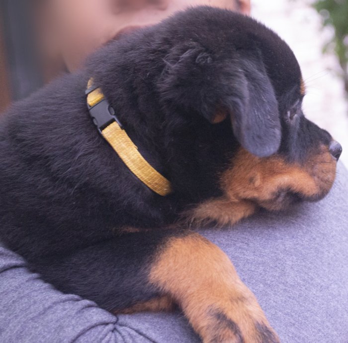DogsIndia.com - Rottweiler - Joels
