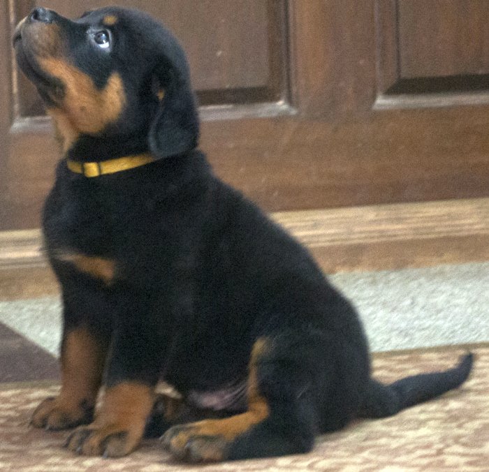 DogsIndia.com - Rottweiler - Joels